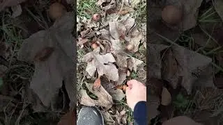 Autumn Walk &bull; Crunchy Leaves🍁 #gilan # #natureaudio #asmrwalk #naturesounds #calmvideo #nature