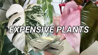 8 OF THE MOST EXPENSIVE HOUSEPLANT