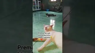 kucing oyen pemarah tapi semangkin menggemaskan #fyp #cat #kucinglucu #vidioshort