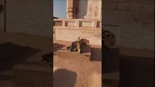 qila darawar fort cholistan &hearts;️🔥 #aajkasonekabhavbataen #snacks #facts #artis