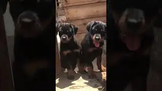 Quality rot puppies in kampala uganda #huba