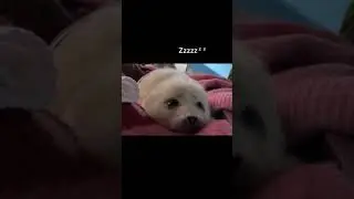 Little Mizore, the Ringed Seal, falls asleep - the cutest baby ever!