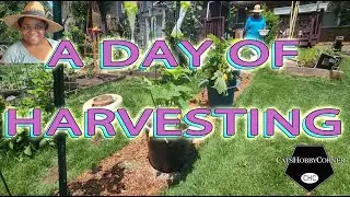 #asmr  #harvest  Day : #squash #strawberries #okra #cabbage #tomato  #greenbeans - #catshobbycorner