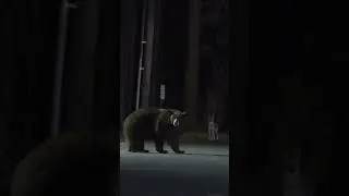 3 Bears & Coyote in Town