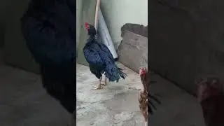 Aseel  breeding pair #aseel #aseelmurga #aseelbreeding #birds#animals #shorts plz subscribe