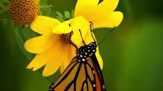 Nature Viewing with Beautiful Butterfly Flight and Relaxed Nature Viewing.