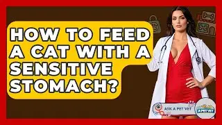 How To Feed A Cat With A Sensitive Stomach? - Ask A Pet Vet
