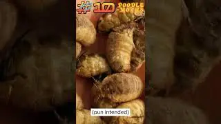 Poodle moth Interesting Fact 10