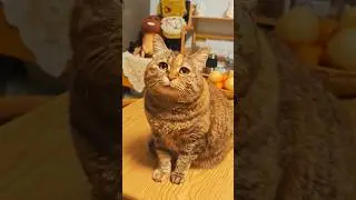 Cute cat ❤️😺🥰 #cats #feline #cuteanimals #foryou