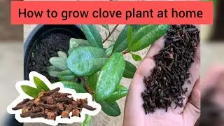 How to grow clove plant at home | clove gardening | clove plant from seed