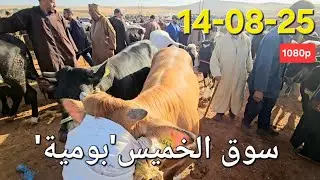 مباشرة سوق الماشية بومية الخميس 14-08-25،ثمن العجل ألعجلة 🐂الكسابية البقرة لتابعة 🐄 #المغرب #يوتيوب 