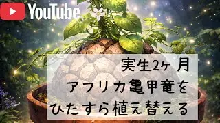 実生亀甲竜の植え替え【腰水終了】