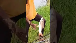 Awesome Rohu Fish Hook Catching 🐬#fishrohu #rohufish #shorts