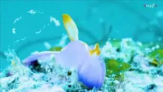 Sagaminopteron ornatum Sea Slug