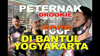 PETERNAK FANCY COPPER (FCCP) ORANGE HEAD DI BANTUL || DROOKIE BETTA