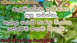 පැලමැක්කා කුඩිත්තා  පත්‍ර කනින්නා  කොළ කොඩ කරන මැස්සා – සේරටම එකම විසඳුම! / Asanka Life #highlights