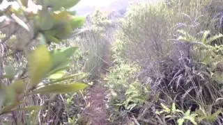 PL31