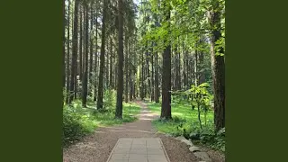 Disc Golf Dreams