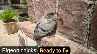 Pigeon Chicks | Baby Pigeon Chicks Sound | Pigeon sound Effect I Pigeon Baby Growing I Pigeon Bird