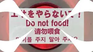【UTAUカバー】Hontono / ホントノ　(Sasalele)