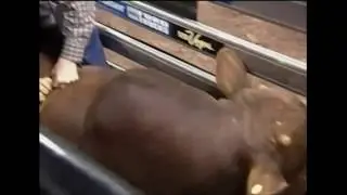 Chad Lucas - 03 PBR Colorado Springs (90.5 pts)