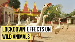 Corona Pandemic Lockdown Effect on Wild Animals