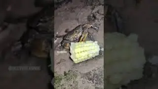 Hungry Crab 🦀