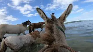 Life from behind the Donkey ears