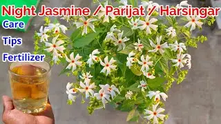 Night Jasmine / Parijat / Harsingar Plant Grow and Care Tips Fertilizer To Get Flowers / Parijat