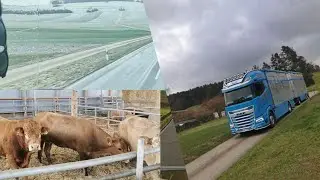 Nach Baden-Württemberg 🤠🐂