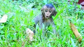 Baby Lori cry long time,Little Lori Act Want To Meet Mommy Urgently.