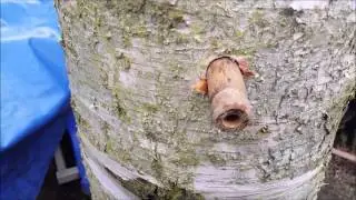 HOW TO TAP A BIRCH TREE