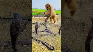 Monkey vs cobra #funnyshorts