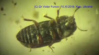 What Fungus Beetles Are Living on Mushrooms on Trees? Look On Cixiidae Beetles Under Microscope.