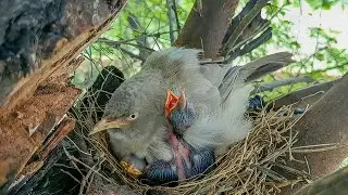 One baby of the wild babbler bird is coming out from underneath it