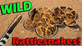Meet Arizona's Rattlesnakes!
