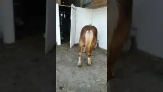 ваговоз