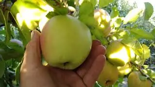 Яблоня Джонагоред