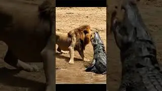 LION ENCOUNTER WITH CROCODILE 🐊🐊#LionVsCrocodile #WildlifeEncounter #NatureUnfiltered #SavageNature