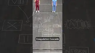 Coagulation cascade for visual learners (and gamers)