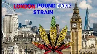 #London pound cake #strain  #uk #weed #cannabis #marijuana #pot #bud