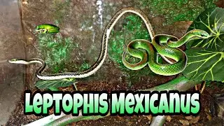 Leptophis mexicanus cuidados