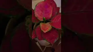My beautiful indoor plants on metal stand #indoorplants #metalstand #calathea #aglonema #poinsettia