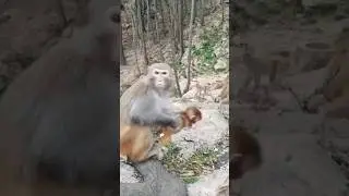 monkey baby funny video#shorts#comedy#virals#cute#monkey#baby#Rushda hayat