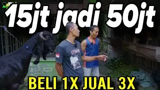 100% BALIK MODAL ASET BERTAMBAH - PETERNAK KKTV