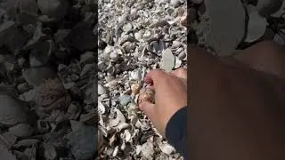 Striking GAUDY NATICA ( Colorful Moonsnail) waiting to be picked up!!🤩 #shelling #beach #nature