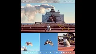 Unlikely stowaway: Snowy owl hitches a ride on Lake Superior freighter