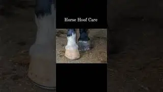 Horse Hoof Care Pt 21