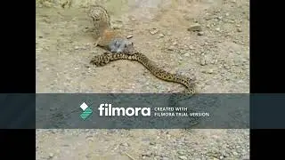 Amazing war  snake vs squirrel