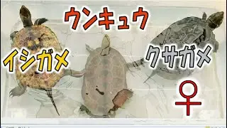 イシガメ・ウンキュウ・クサガメの違いを比べてみた　イシガメ・クサガメ交雑種ウンキュウ　やはりイシガメ遺伝子汚染は起きている　全て野外採集個体　それでもウンキュウ君は美しい